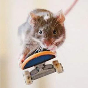 Meet your Posher, Ana